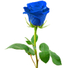 send blue roses to davao philippines, online delivery blue roses to davao